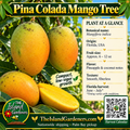 Pina Colada mango product graphic with green and golden fruit, yellow flesh, growing information, The Island Gardeners logo, and Harvest Calendar QR code.