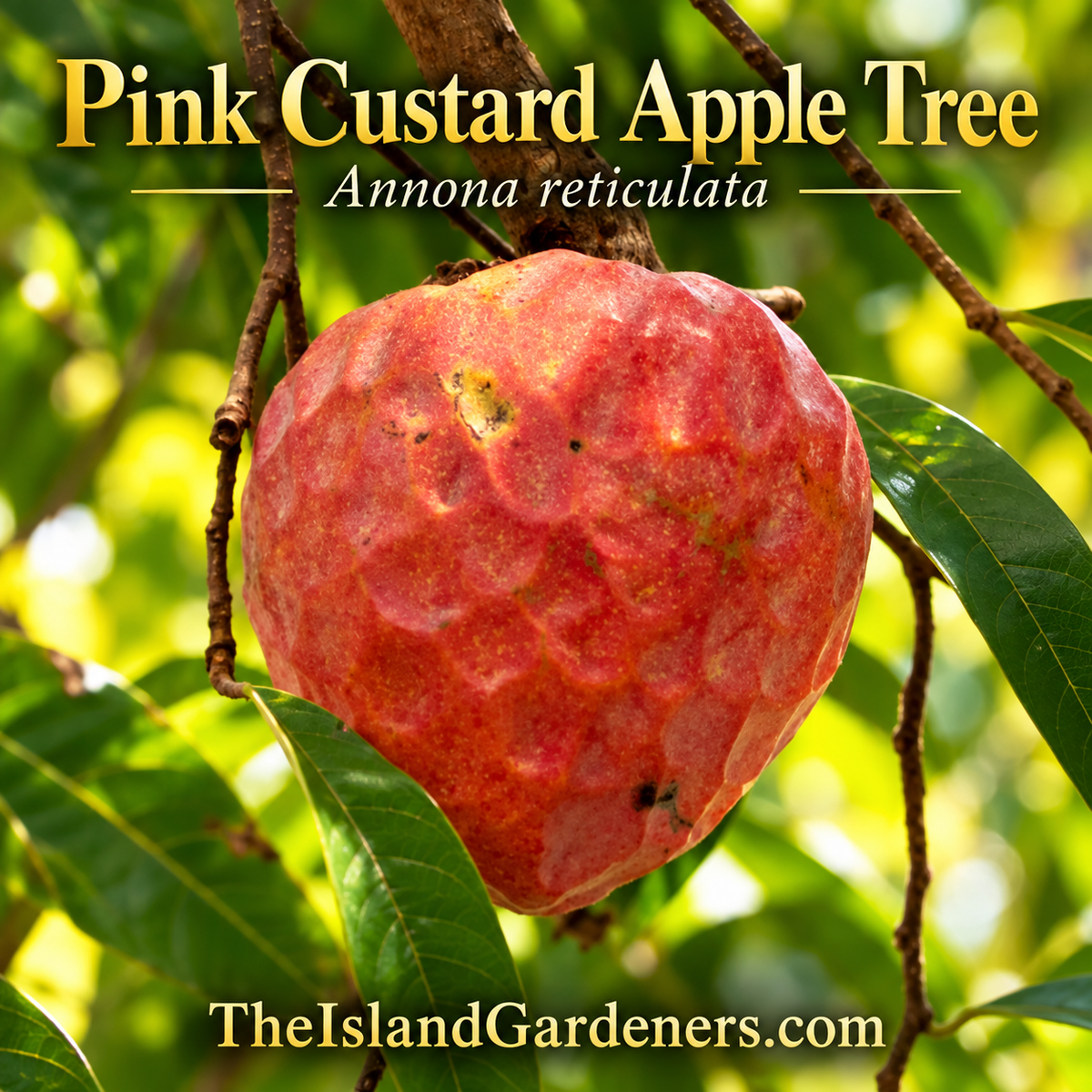 Pink Custard Apple Tree (Annona reticulata)