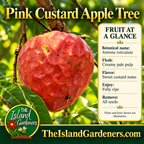 Heart-shaped pink-red custard apple hanging from a branch among green leaves. 