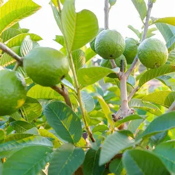 Guavas growing among green leaves on a pink guava tree