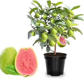 Pink Indian guava tree growing in a nursery container