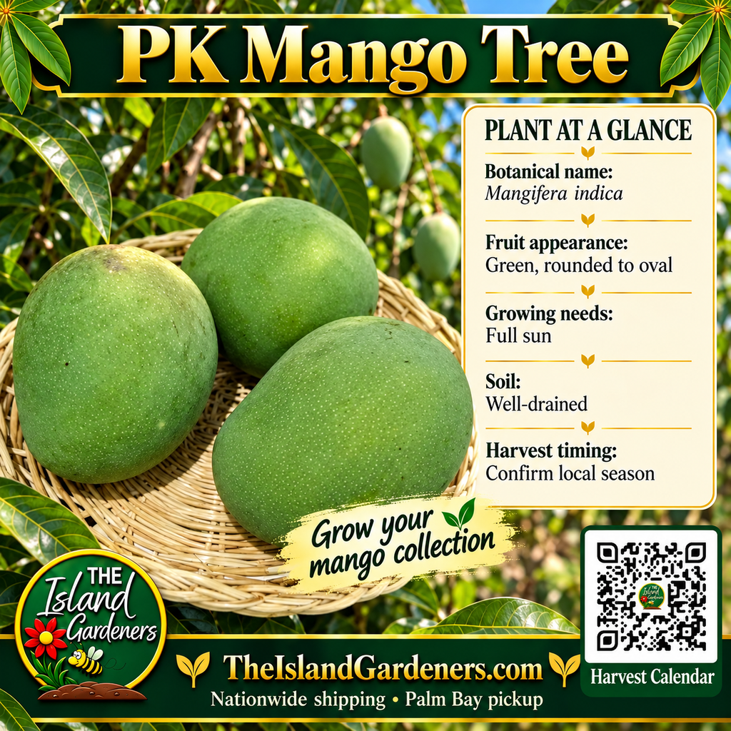 PK mango graphic with broad green fruit in a woven basket, general growing information, The Island Gardeners logo, and Harvest Calendar QR code.