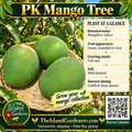 PK mango graphic with broad green fruit in a woven basket, general growing information, The Island Gardeners logo, and Harvest Calendar QR code.