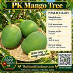 PK mango graphic with broad green fruit in a woven basket, general growing information, The Island Gardeners logo, and Harvest Calendar QR code.