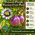 Speckled purple passion fruit and a white-and-purple passion flower growing on a leafy vine beside a wooden trellis. 