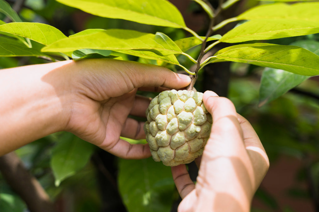 Cut PPC atemoya fruit on a branch in the food forest 