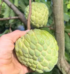Green PPC atemoya fruit growing on a branch
