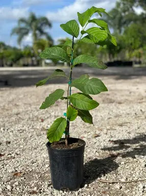 PPC Phet Pak Chong atemoya tree growing in a nursery pot