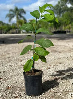 PPC Phet Pak Chong atemoya tree growing in a nursery pot