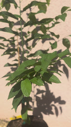 Sugar apple Trees - 3 gal
