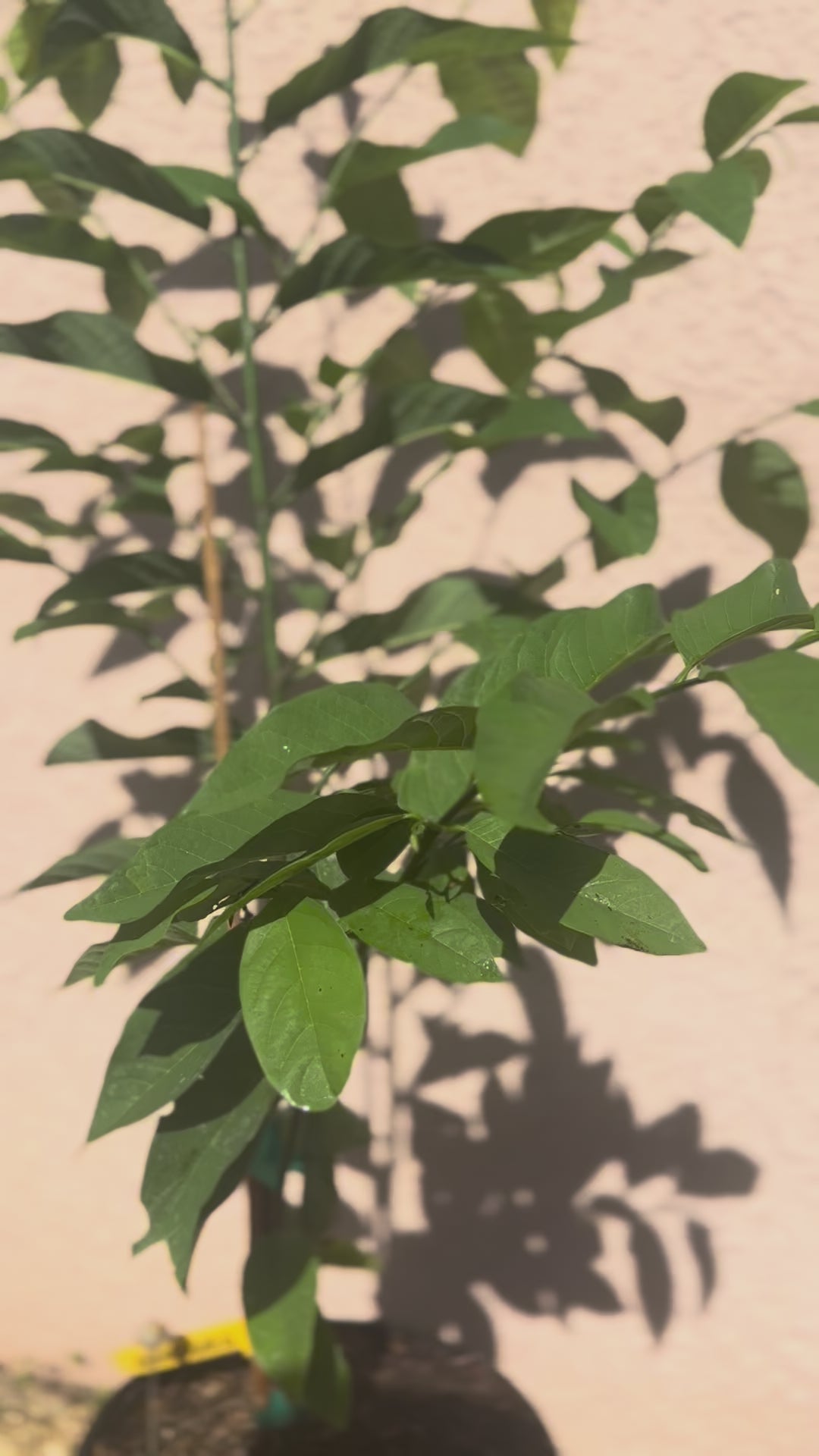 Sugar apple Trees - 3 gal