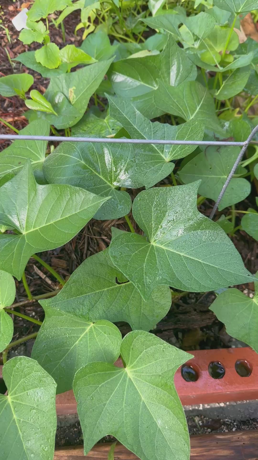 Okinawa Sweet Potato Slips | beni imo