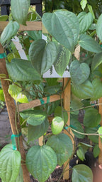 Black pepper Plant