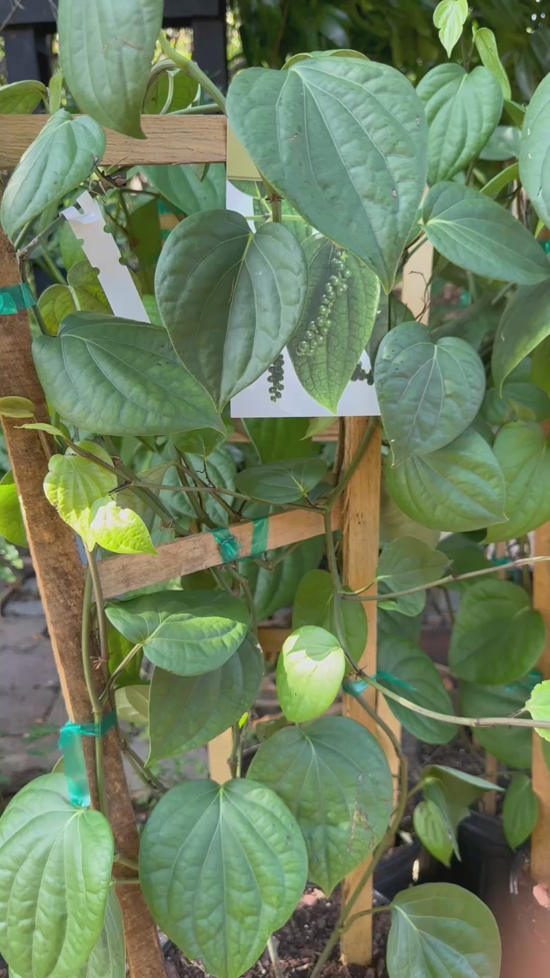 Black pepper Plant