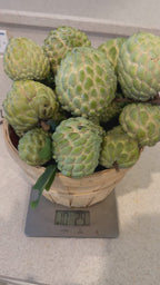Sugar apple Trees - 3 gal