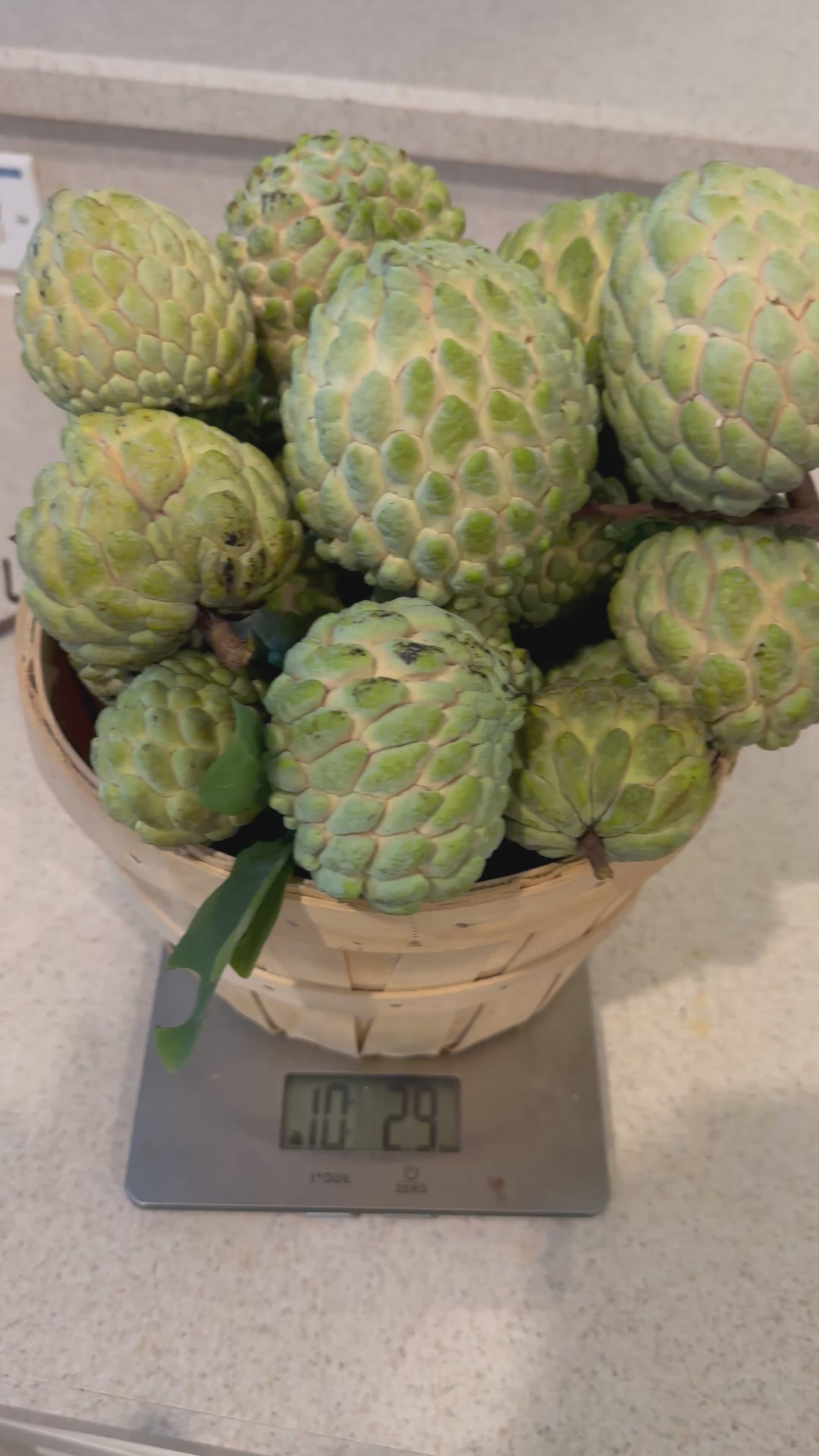 Sugar apple Trees - 3 gal