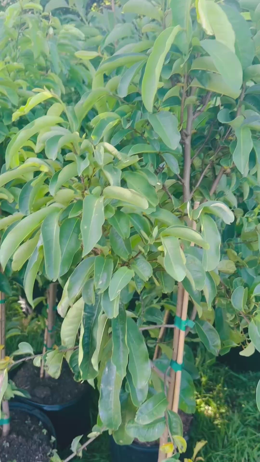 Soursop Tree