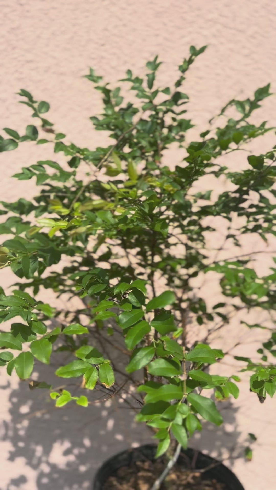 Jaboticaba Tree 3 gal pot