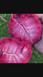 Llama fruit tree - 3 gal