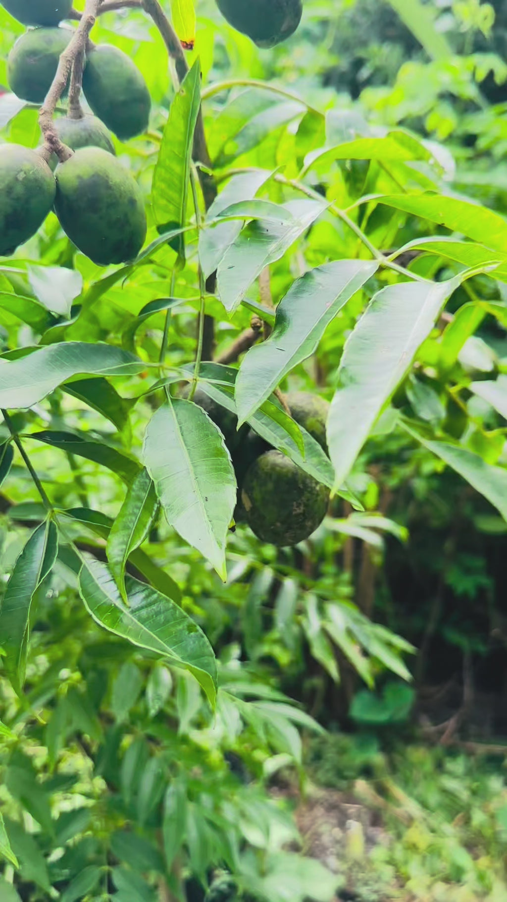 Dwarf Ever-Bearing June Plum (Golden Apple / Cây Cóc)