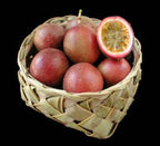 possum-purple-passion-fruit-nursery-plant-palm-bay
