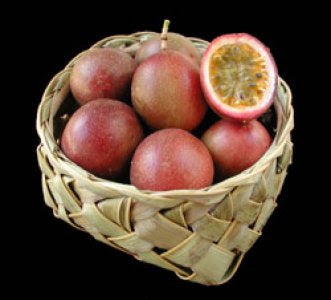 possum-purple-passion-fruit-nursery-plant-palm-bay