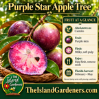 Purple star apples with a cut fruit showing its pale star-shaped center, surrounded by green and bronze leaves in a woven basket.