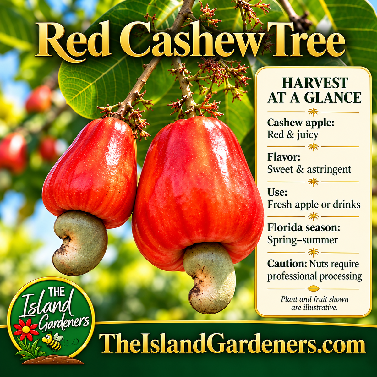 Two red cashew apples with attached kidney-shaped nuts growing on a leafy branch. 