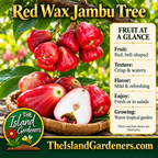 Red wax jambu fruits on a leafy branch above a woven basket, with a sliced fruit showing white flesh. 