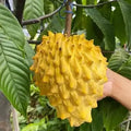 Yellow rollinia fruit with soft pointed bumps
