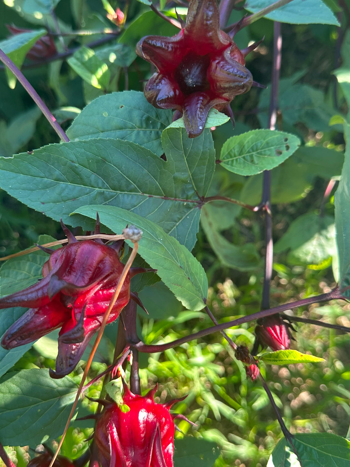 Close-up of dark red roselle calyces and lobed green foliage in a garden.