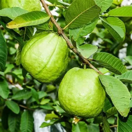 Ruby Supreme guavas growing among green leaves