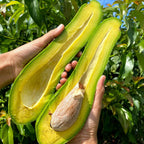 shop for Russelle avocado in palm bay, Florida