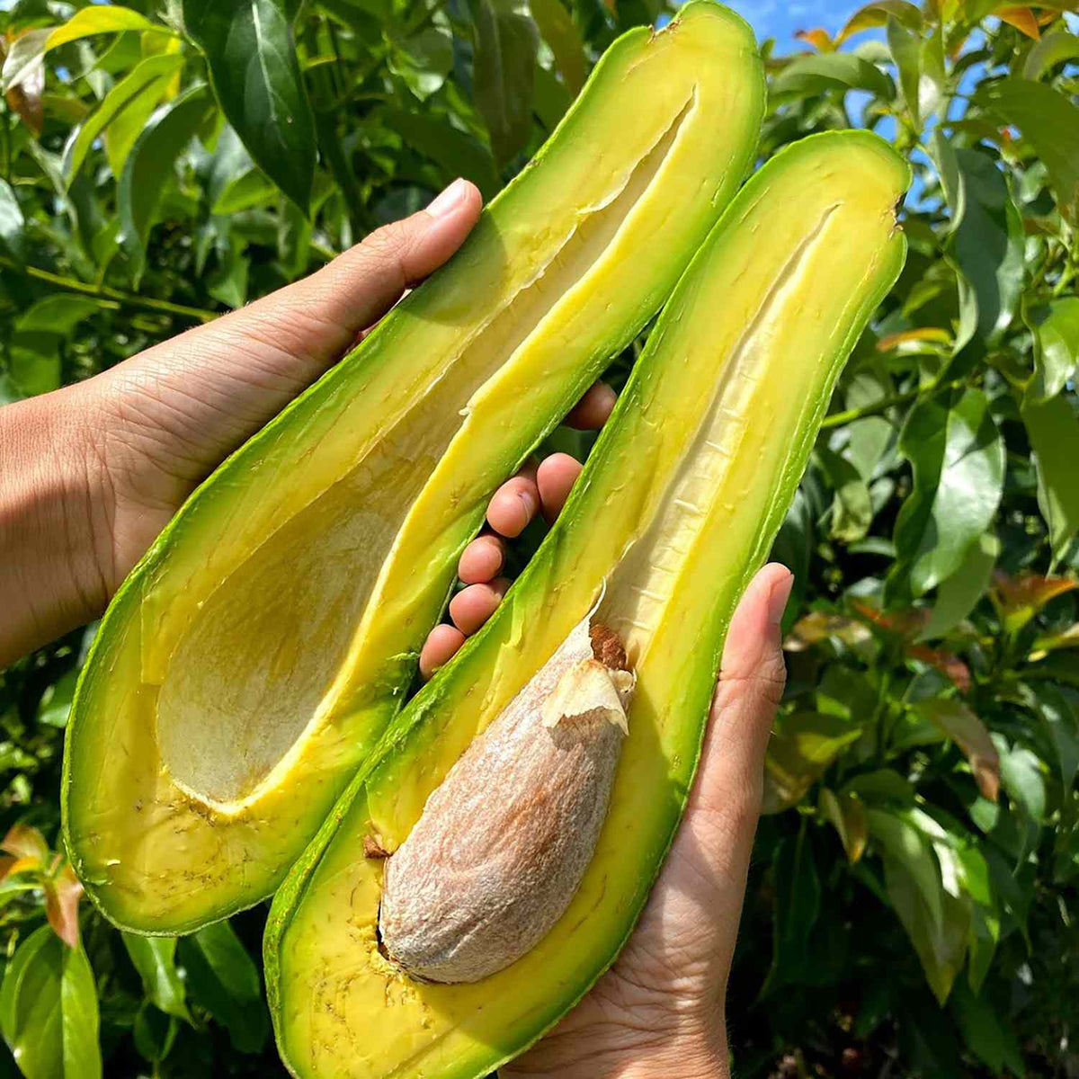 shop for Russelle avocado in palm bay, Florida