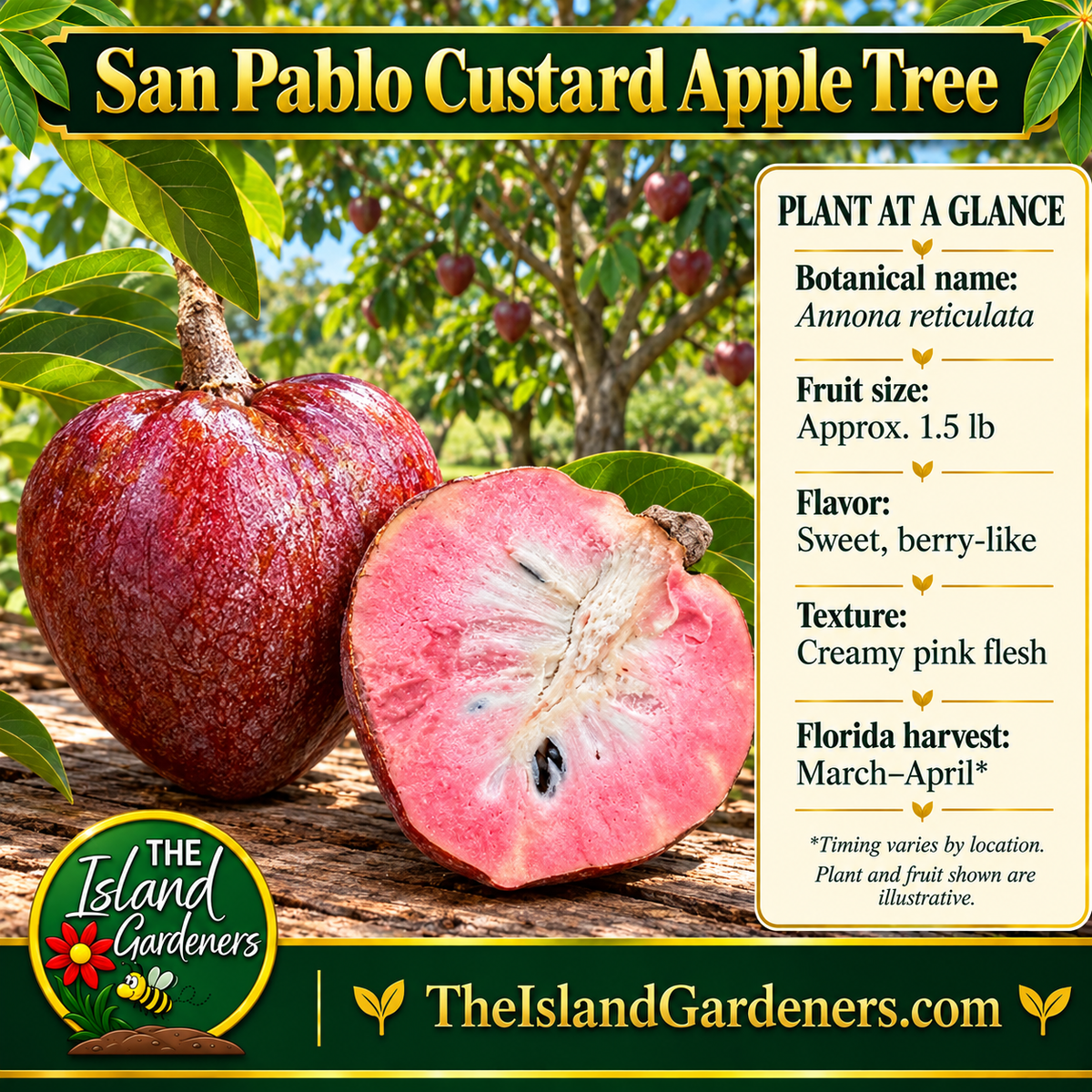 San Pablo custard apple graphic showing red fruit, pink flesh, plant details, and The Island Gardeners logo.