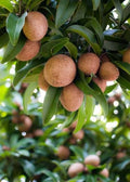 Brown sapodilla fruits growing among glossy green leaves on a tree.