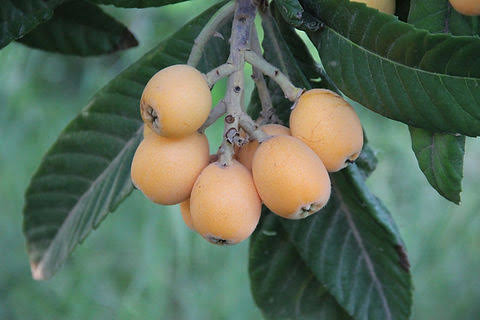 Cluster of pale golden-yellow loquats on a branch among deeply veined green leaves.