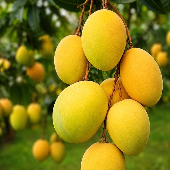 Cluster of golden-yellow oval mangoes hanging among green leaves.