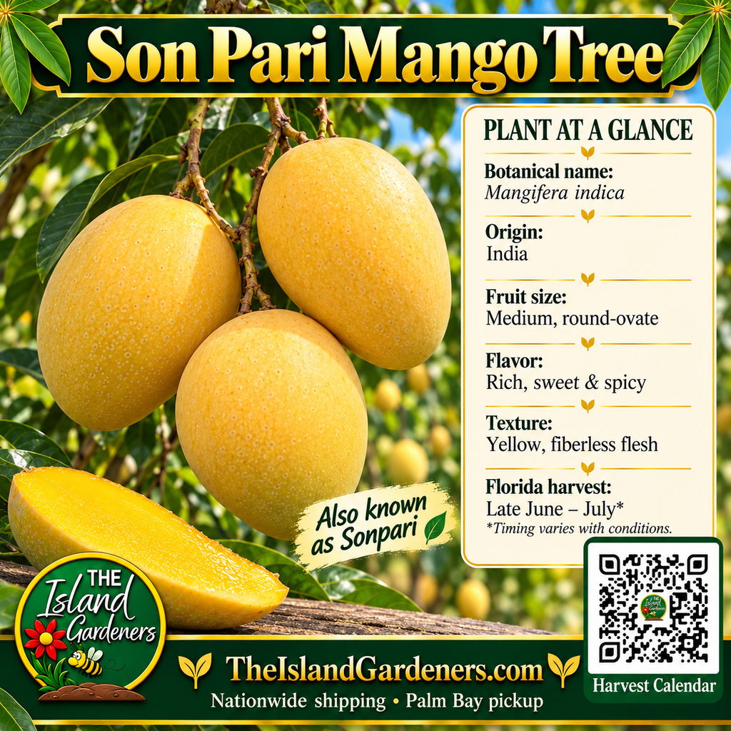 Son Pari mango product graphic with golden-yellow fruit, yellow flesh, growing information, The Island Gardeners logo, and Harvest Calendar QR code.