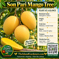 Son Pari mango product graphic with golden-yellow fruit, yellow flesh, growing information, The Island Gardeners logo, and Harvest Calendar QR code.