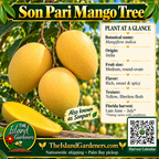 Son Pari mango product graphic with golden-yellow fruit, yellow flesh, growing information, The Island Gardeners logo, and Harvest Calendar QR code.