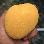 Hand holding a broad golden-yellow mango with fine pale skin speckles.