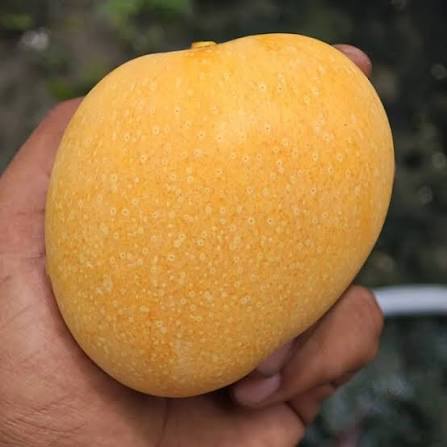 Hand holding a broad golden-yellow mango with fine pale skin speckles.
