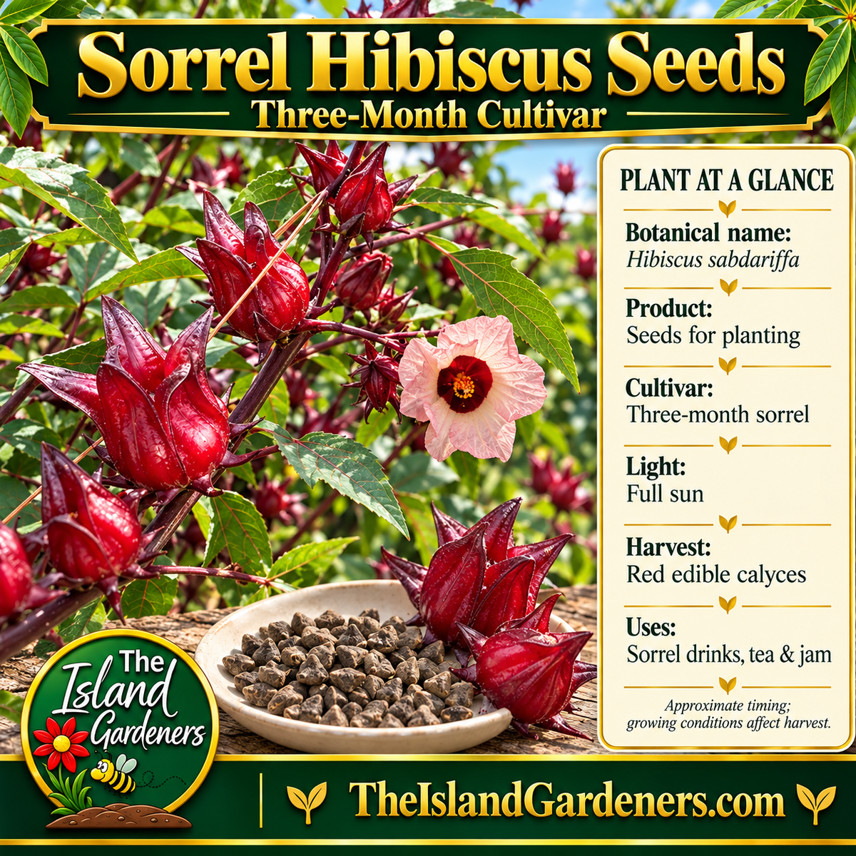 Sorrel seed product graphic with red calyces, a pink flower, seeds, and The Island Gardeners branding.