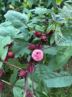 Sorrel plant with lobed leaves, red calyces, and a fading pink flower.