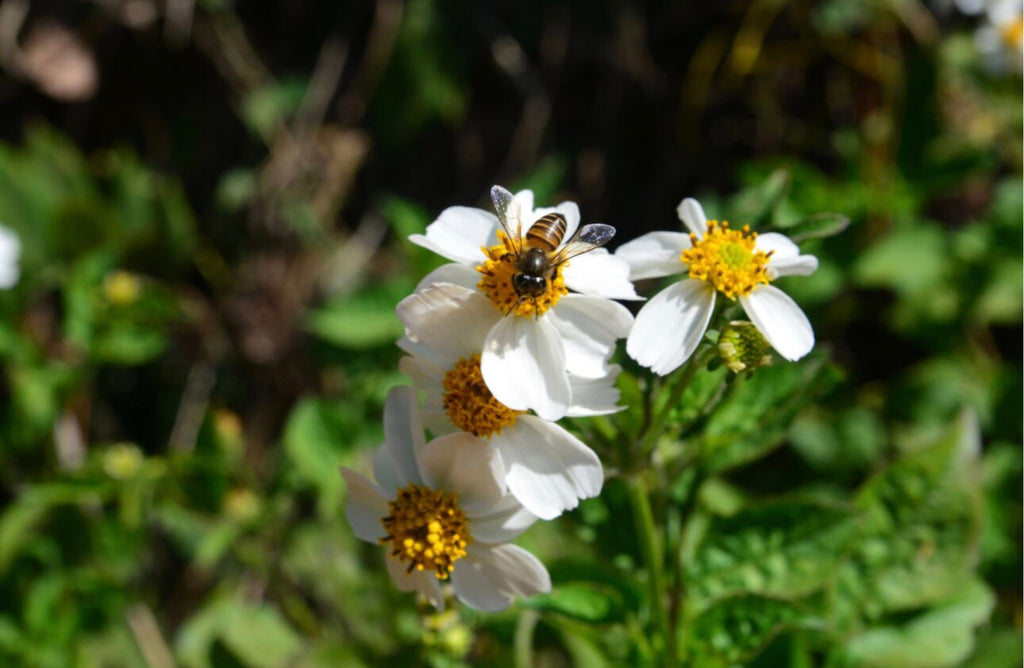 Organic Jamaican Spanish Needle Tea | Island Gardeners Nursery