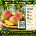 Spirit of 76 mango graphic showing blushed oval fruit in a woven basket, soft yellow flesh, growing information, and a Harvest Calendar QR code.