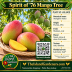 Spirit of 76 mango graphic showing blushed oval fruit in a woven basket, soft yellow flesh, growing information, and a Harvest Calendar QR code.