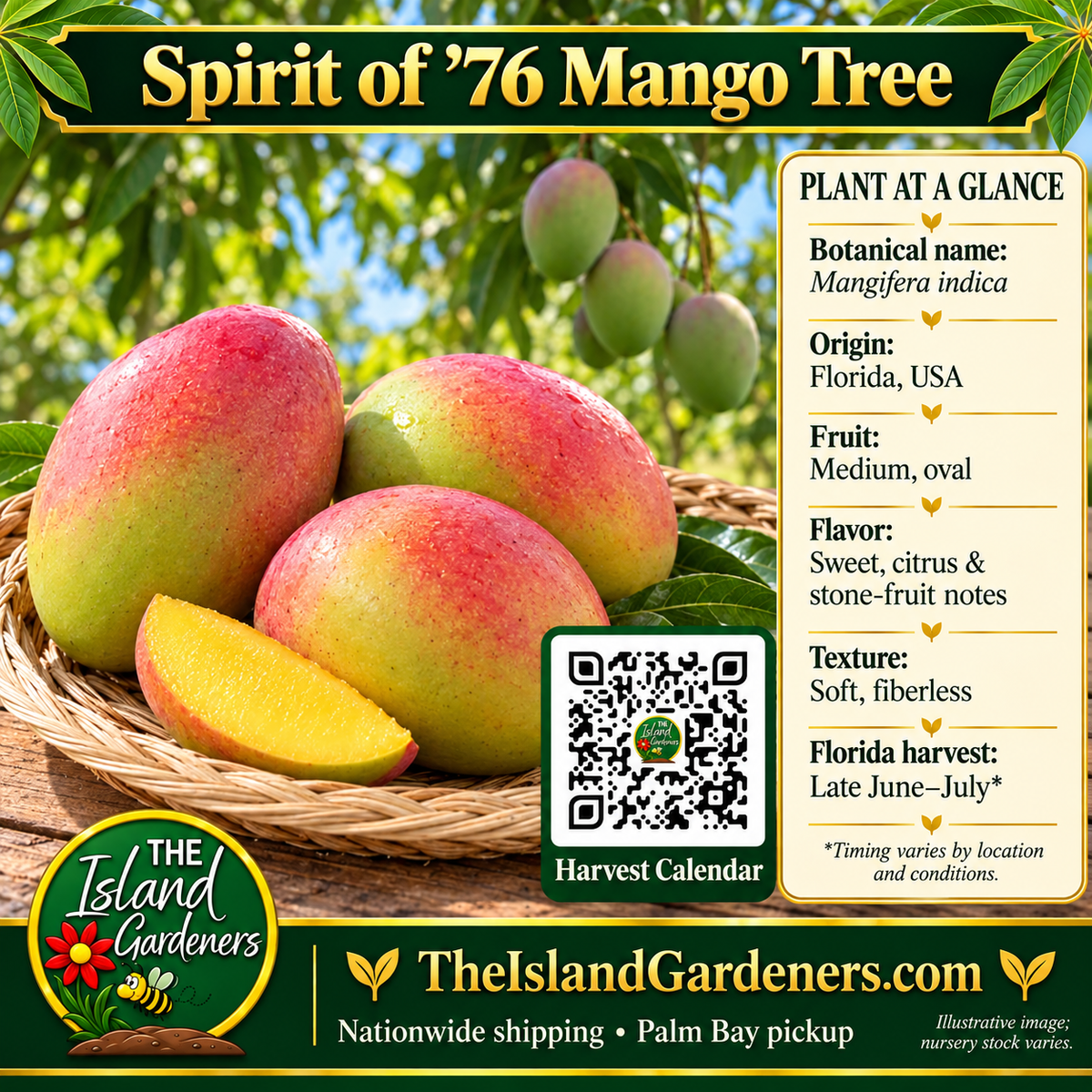 Spirit of 76 mango graphic showing blushed oval fruit in a woven basket, soft yellow flesh, growing information, and a Harvest Calendar QR code.