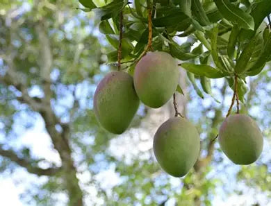 Green oval mangoes with a light blush hanging beneath leafy branches.